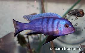 Risultati immagini per cynotilapia pulpican