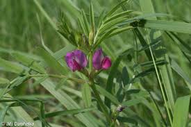 Attēlu rezultāti vaicājumam “Vicia angustifolia leaf”