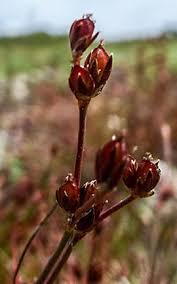 Attēlu rezultāti vaicājumam “Juncus bulbosus flower”