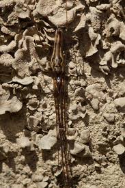 Attēlu rezultāti vaicājumam “Dermatocarpon miniatum”