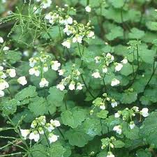 Attēlu rezultāti vaicājumam “Cardamine bulbifera leaf”