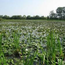 Attēlu rezultāti vaicājumam “Galerucella nymphaeae pupa”