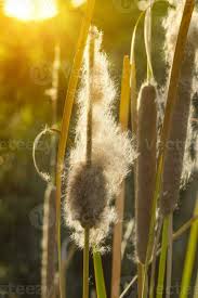 Attēlu rezultāti vaicājumam “Typha angustifolia  fruit”