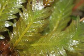 Attēlu rezultāti vaicājumam “Fissidens adianthoides”