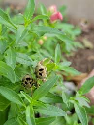 Attēlu rezultāti vaicājumam “Antirrhinum majus leaf”