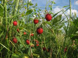 Attēlu rezultāti vaicājumam “Fragaria viridis fruit”