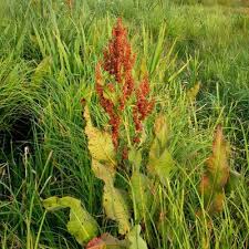 Attēlu rezultāti vaicājumam “Rumex hydrolapathum fruit”