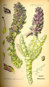 Attēlu rezultāti vaicājumam “Lathraea squamaria bud”