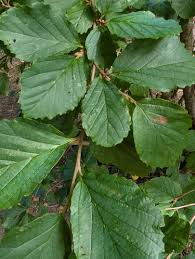 Attēlu rezultāti vaicājumam “Hamamelis vernalis leaf”