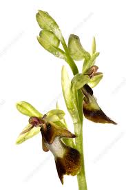 Attēlu rezultāti vaicājumam “Ophrys insectifera”