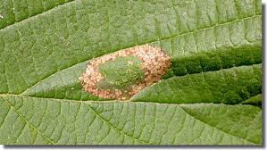 Attēlu rezultāti vaicājumam “Phyllonorycter nicellii”