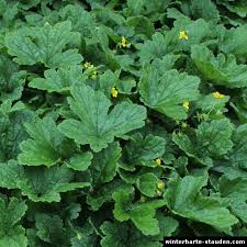 Attēlu rezultāti vaicājumam “Waldsteinia geoides”