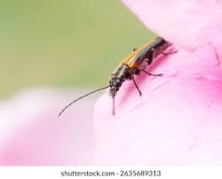 Attēlu rezultāti vaicājumam “Oedemera femorata”