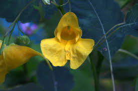 Attēlu rezultāti vaicājumam “Impatiens noli-tangere leaf”