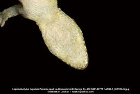 Attēlu rezultāti vaicājumam “Liocola lugubris”