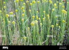 Attēlu rezultāti vaicājumam “Helichrysum arenarium bud”