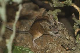 Attēlu rezultāti vaicājumam “Apodemus agrarius”