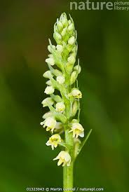 Attēlu rezultāti vaicājumam “Herminium monorchis flower”
