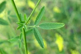 Attēlu rezultāti vaicājumam “Melilotus officinalis leaf”