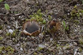 Attēlu rezultāti vaicājumam “Geopora arenicola”