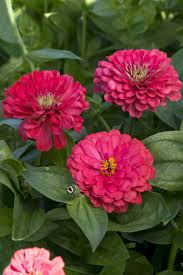 Image result for Zinnia elegans