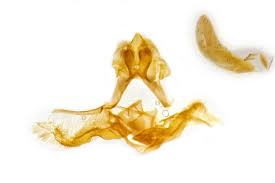 Attēlu rezultāti vaicājumam “Acleris aspersana”