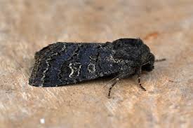 Attēlu rezultāti vaicājumam “Tholera cespitis”