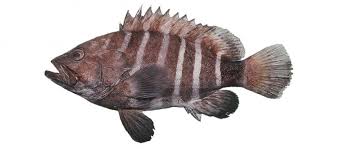 Image result for Hyporthodus quernus