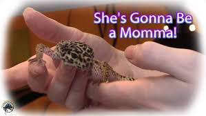 Image result for gravidity leopard gecko