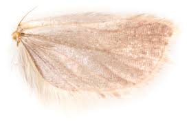 Attēlu rezultāti vaicājumam “Acleris aspersana”