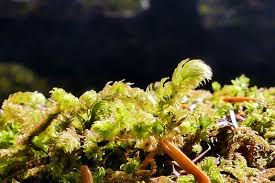 Attēlu rezultāti vaicājumam “Diplophyllum albicans”