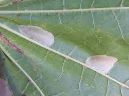 Attēlu rezultāti vaicājumam “Phyllonorycter platanoidella”