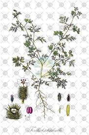 Attēlu rezultāti vaicājumam “Torilis japonica fruit”