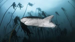 Image result for Notorynchus cepedianus