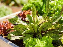 Image result for Sauerampfer