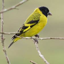 Attēlu rezultāti vaicājumam “Carduelis spinus female”
