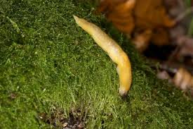 Attēlu rezultāti vaicājumam “Malacolimax tenellus”