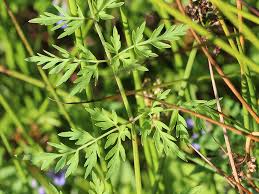 Attēlu rezultāti vaicājumam “Peucedanum palustre”