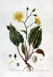 Attēlu rezultāti vaicājumam “Hieracium murorum flower”