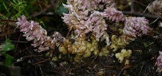 Attēlu rezultāti vaicājumam “Lathraea squamaria flower”