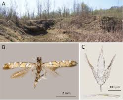Attēlu rezultāti vaicājumam “Gracillariidae”