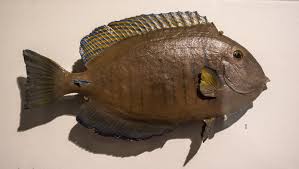 Image result for Acanthurus chirurgus