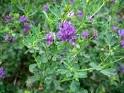 TLC Family "Alfalfa: Herbal Remedies"