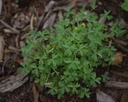 Attēlu rezultāti vaicājumam “Oxalis corniculata fruit”