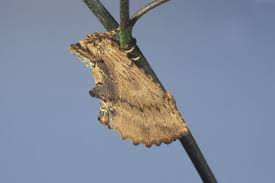 Attēlu rezultāti vaicājumam “Odontosia carmelita”