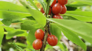 Attēlu rezultāti vaicājumam “Daphne mezereum fruit”