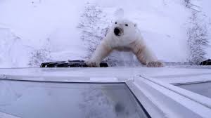 Image result for tundra buggy