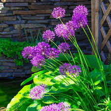 Attēlu rezultāti vaicājumam “Allium holandicum”