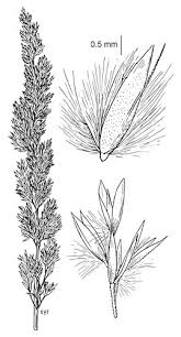 Attēlu rezultāti vaicājumam “Calamagrostis stricta”