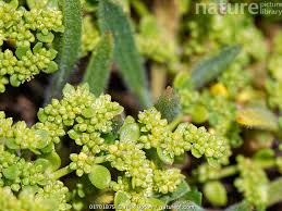 Attēlu rezultāti vaicājumam “Herniaria glabra flower”